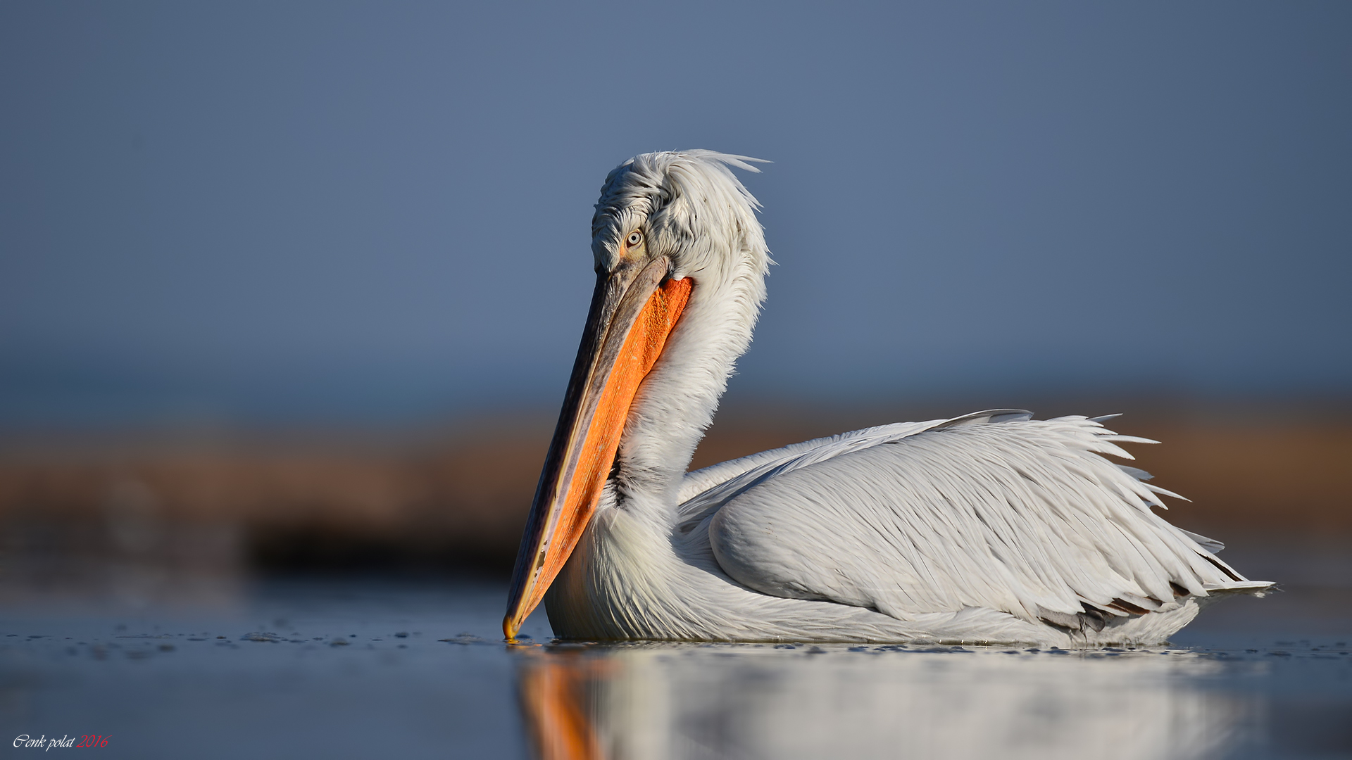 Dalmatian Pelican